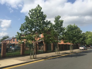 The three trees in 2016, one year after they were planted (courtesy: DeepRoot Urban Solutions)
