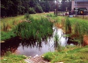 Figure 2 SuDS Constructed wetland