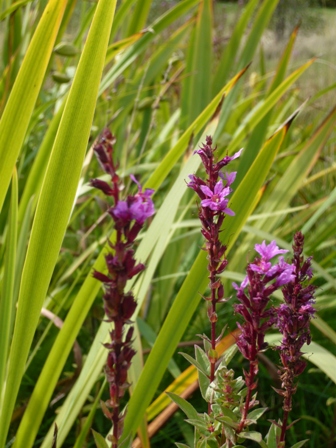 SuDS and biodiversity