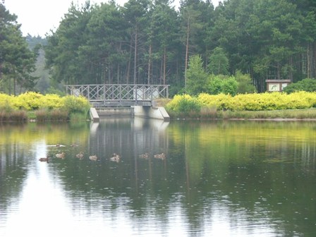 SuDS pond at Elvetham Heath