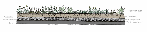SuDS Figure 1: Green Roof