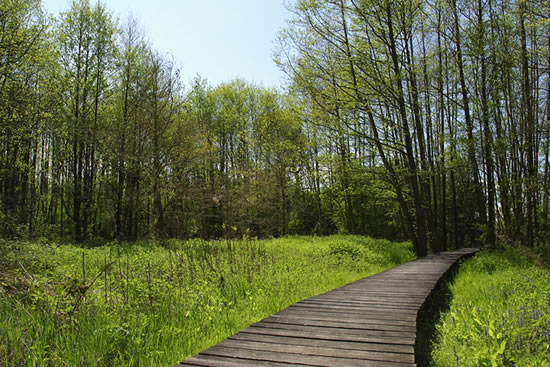 Boardwalk through Hawkeshaw Wood