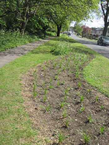 Newly planted swale