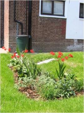 Ashby Grove rain garden SuDS