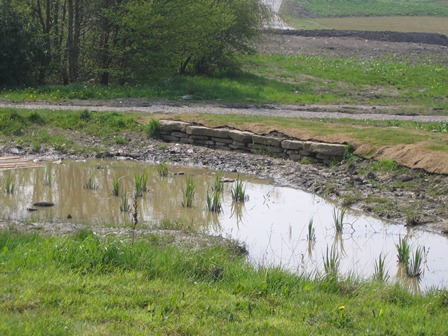 Figure 3 Turf used on SuDS pond edge