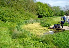 Figure 6 SuDS Dipping pond