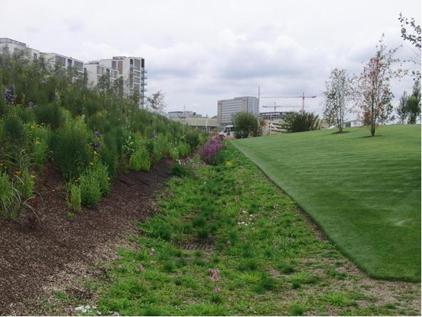 Figure 7 Planted SuDS Swale