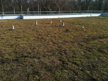 Biodiversity green roof