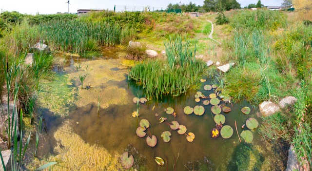 SuDS Forest Way School Swale