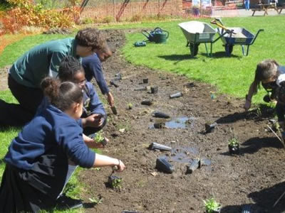 Hollickwood School Planting