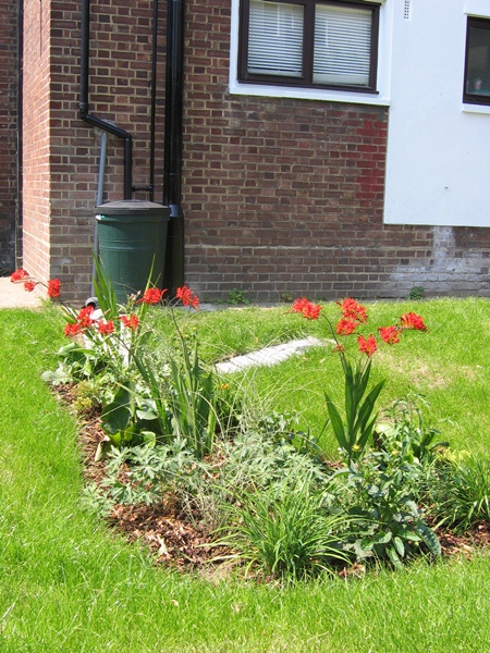 SuDS rain garden