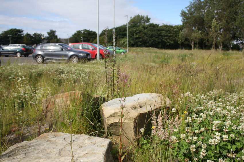 Swale biodiversity