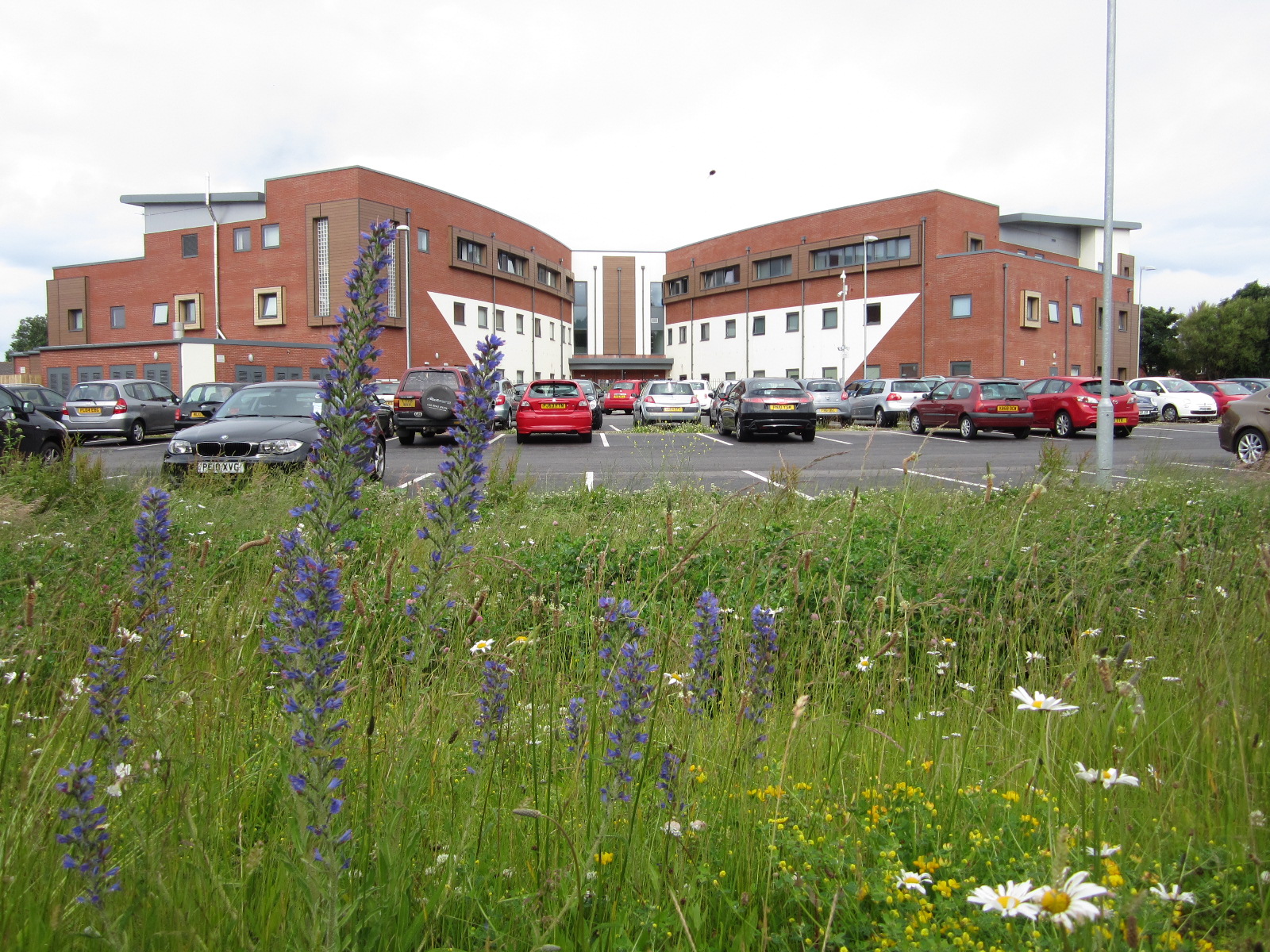 Ecology swale