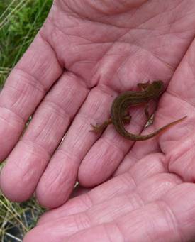 A newt @ Lamb Drove