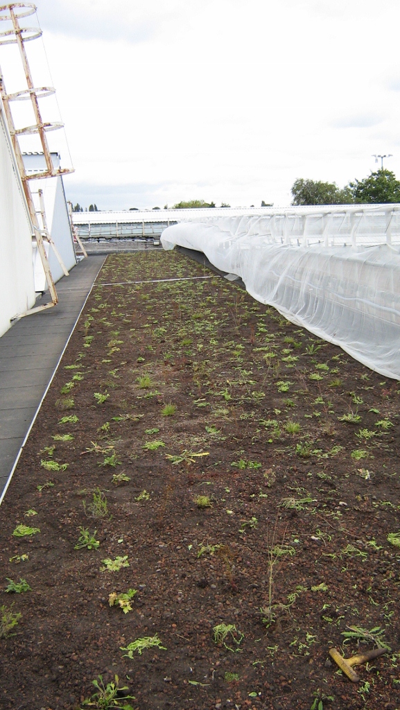 green roof tube station SuDS 