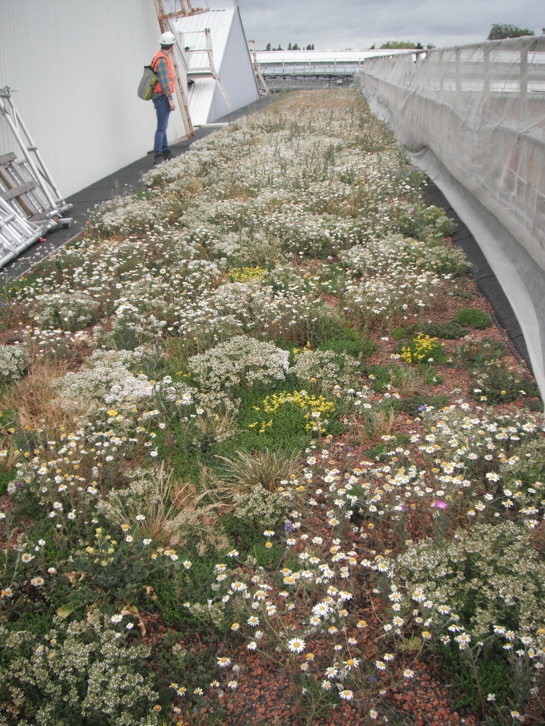 green roof SuDS tube station retrofit